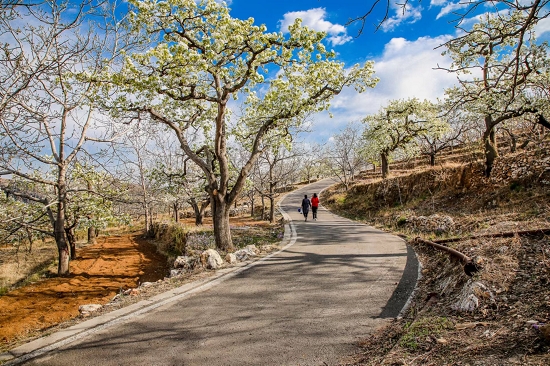 花香果巷旅游景区（4A）2.jpg